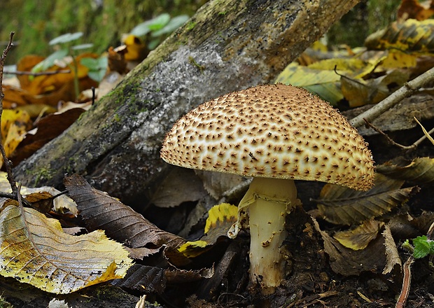 bedlička ostrošupinatá Echinoderma asperum (Pers.) Bon