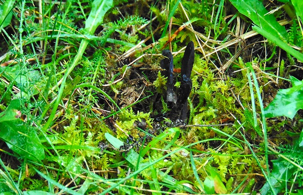 jazýček Geoglossum sp.