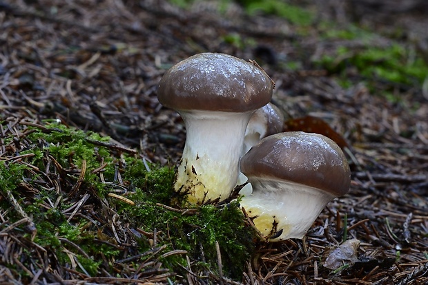 sliziak mazľavý Gomphidius glutinosus (Schaeff.) Fr.