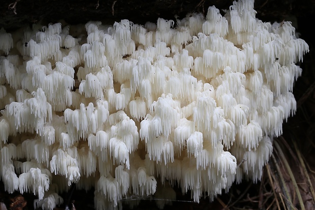 koralovec bukový Hericium coralloides (Scop.) Pers.