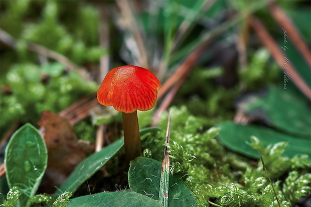 lúčnica kužeľovitá Hygrocybe conica (Schaeff.) P. Kumm.