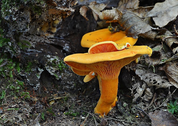 líška oranžová Hygrophoropsis aurantiaca (Wulfen) Maire