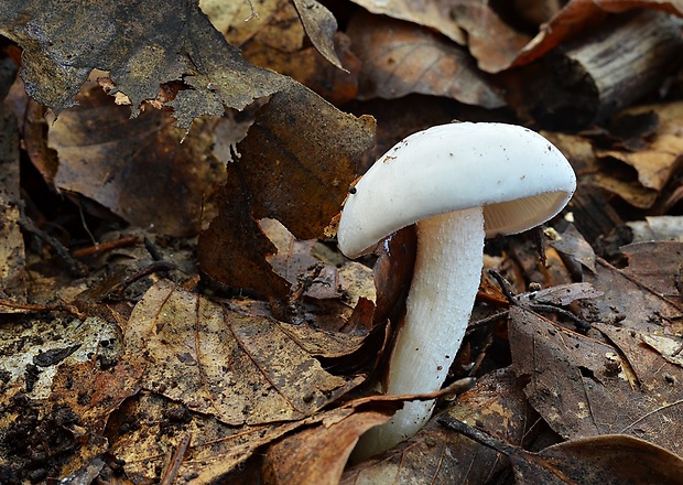 šťavnačka slonovinová Hygrophorus eburneus (Bull.) Fr.