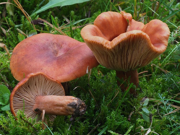 rýdzik hrdzavý Lactarius fulvissimus Romagn.