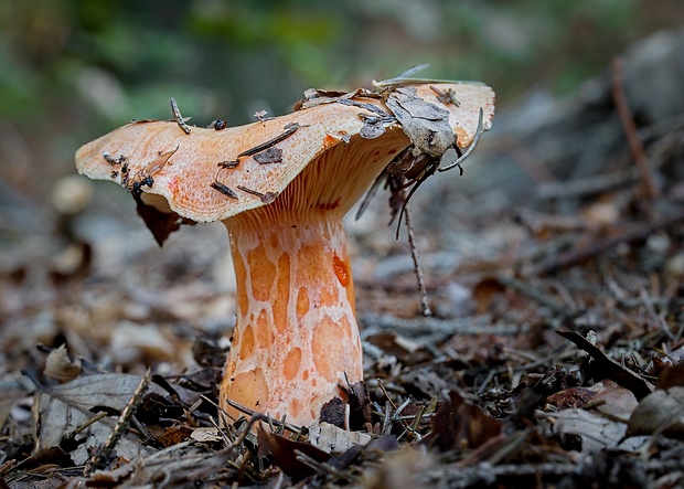 rýdzik jedľový Lactarius salmonicolor R. Heim & Leclair