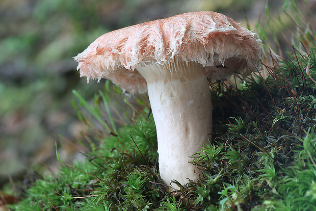 rýdzik kravský Lactarius torminosus (Schaeff.) Gray