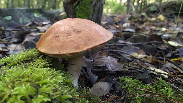 kozák osikový Leccinum albostipitatum den Bakker & Noordel.