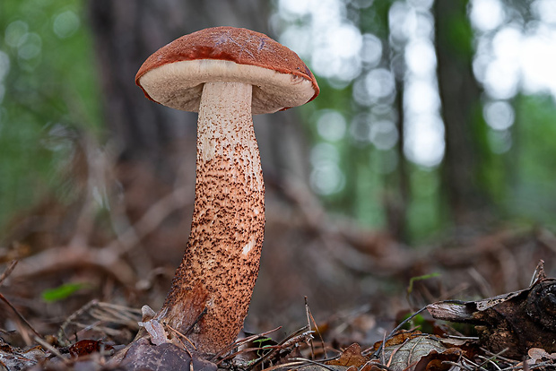 kozák dubový Leccinum aurantiacum (Bull.) Gray