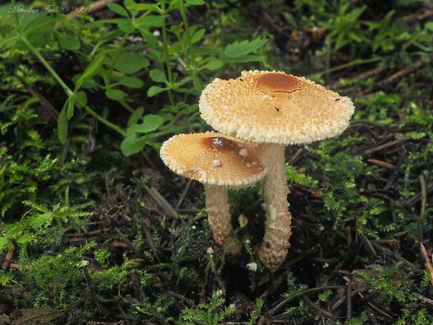 bedlička vretenovitovýtrusná Lepiota magnispora Murrill