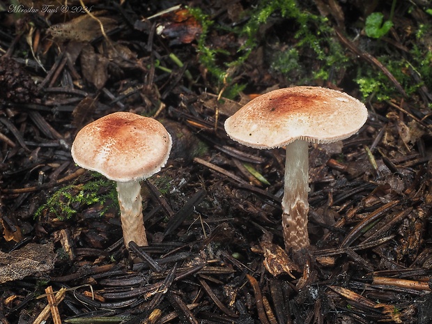 bedlička ružovkastá Lepiota subincarnata J.E. Lange