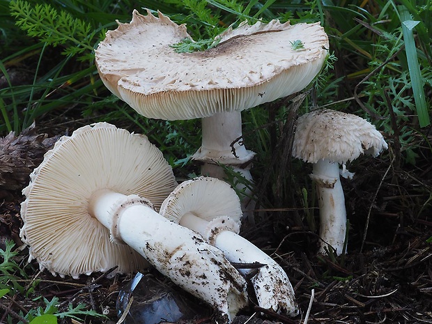 bedlica Leucoagaricus barssii (Zeller) Vellinga