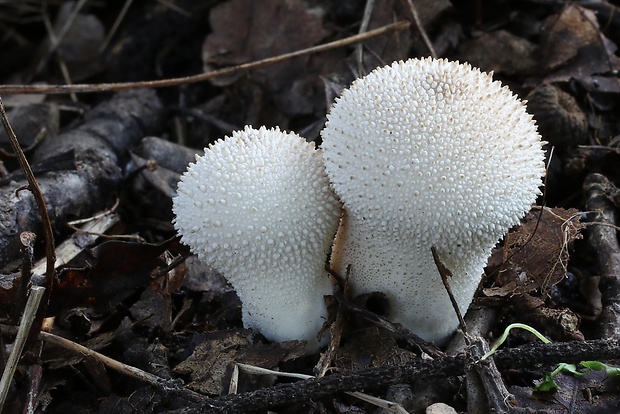 prášnica bradavičnatá Lycoperdon perlatum Pers.