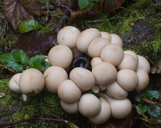 prášnica hruškovitá Lycoperdon pyriforme Schaeff.