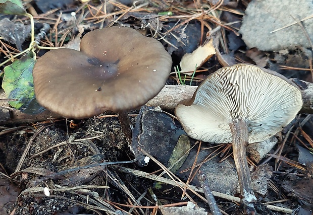 tmavuľka Melanoleuca sp.