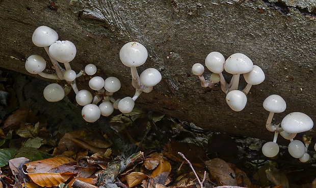 sliznačka obyčajná Mucidula mucida (Schrad.) Pat.