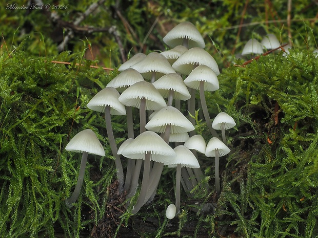 prilbička olivovožltá Mycena arcangeliana Bres.