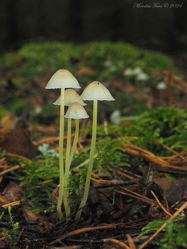 prilbička slizká Mycena epipterygia (Scop.) Gray