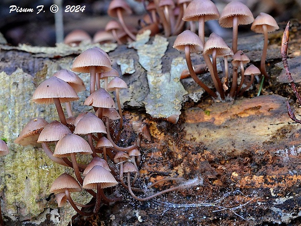 prilbička krvavomliečna Mycena haematopus (Pers.) P. Kumm.