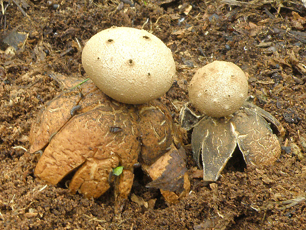 mnohokrčka dierkovaná Myriostoma coliforme (Dicks.) Corda