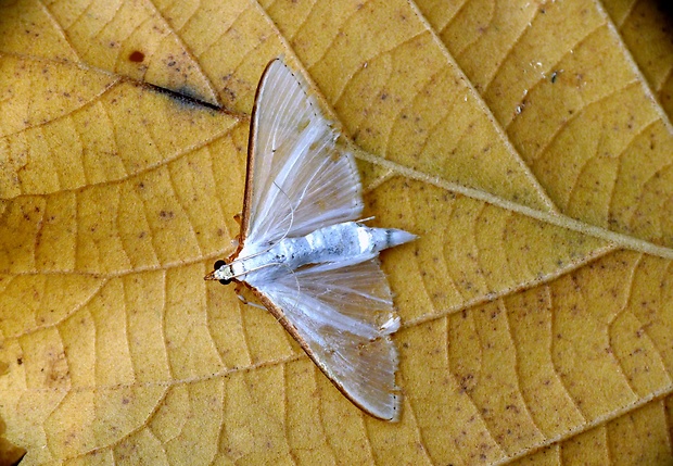 vijačka olivová Palpita vitrealis