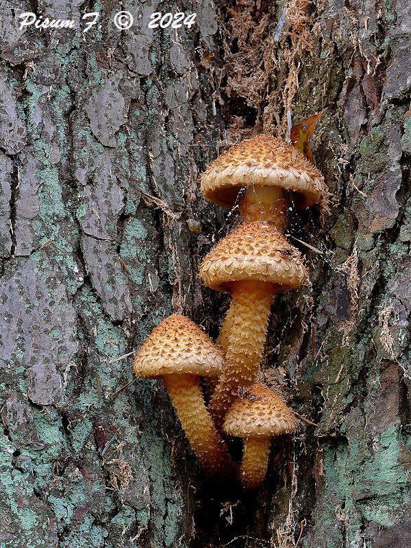 šupinovka šupinatá Pholiota squarrosa (Vahl) P. Kumm.