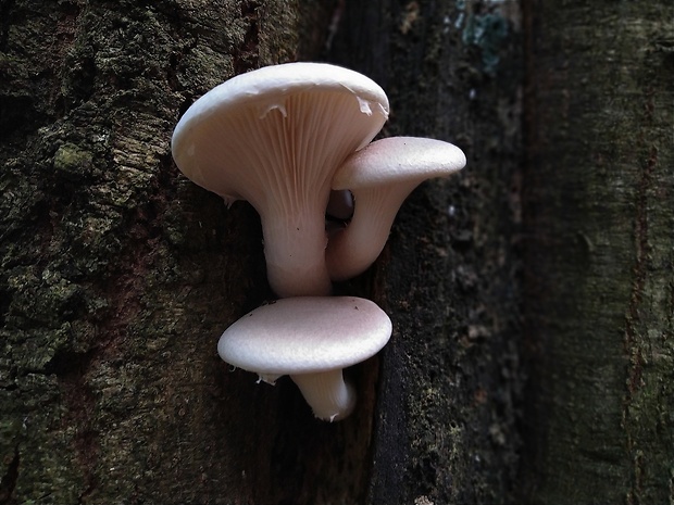 hliva dubová Pleurotus dryinus (Pers.) P. Kumm.