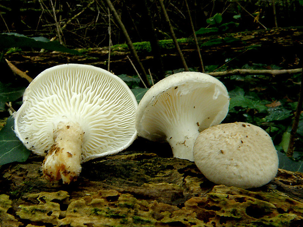 hliva dubová Pleurotus dryinus (Pers.) P. Kumm.