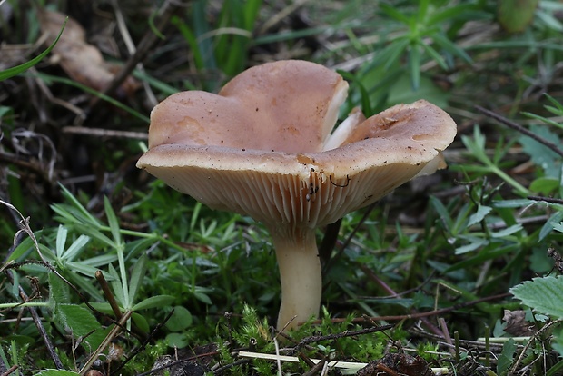 hliva kotúčová Pleurotus eryngii (DC.) Quél.