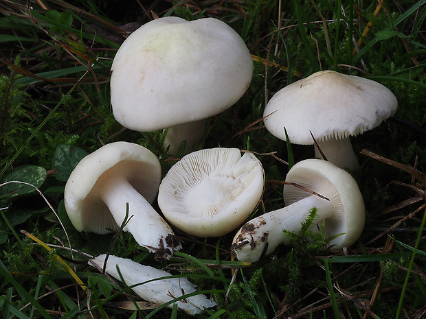 plávka slonovinová Russula galochroa (Fr.) Fr.