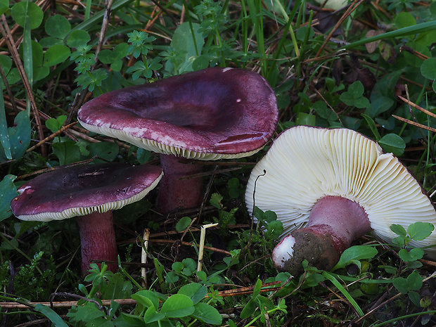 plávka zavalitá Russula torulosa Bres.