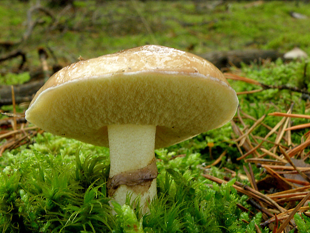 masliak obyčajný Suillus luteus (L.) Roussel