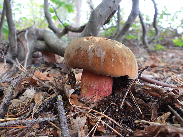 hríb zrnitohlúbikový Sutorius luridiformis (Rostk.) G. Wu & Zhu L. Yang