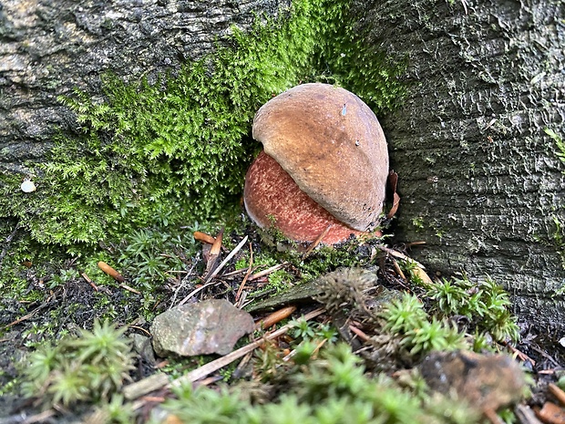 hríb zrnitohlúbikový Sutorius luridiformis (Rostk.) G. Wu & Zhu L. Yang