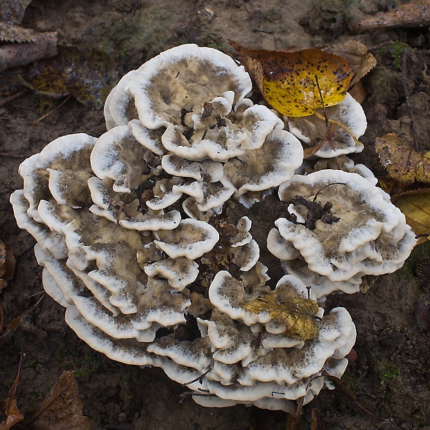 trúdnikovec pestrý Trametes versicolor (L.) Lloyd