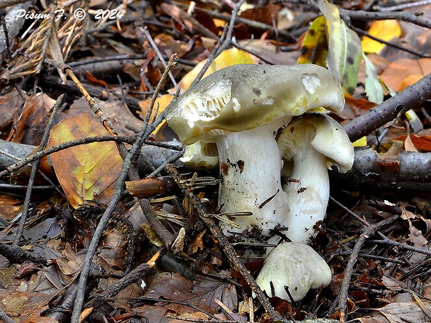 čírovka buková Tricholoma sciodes (Pers.) C. Martín