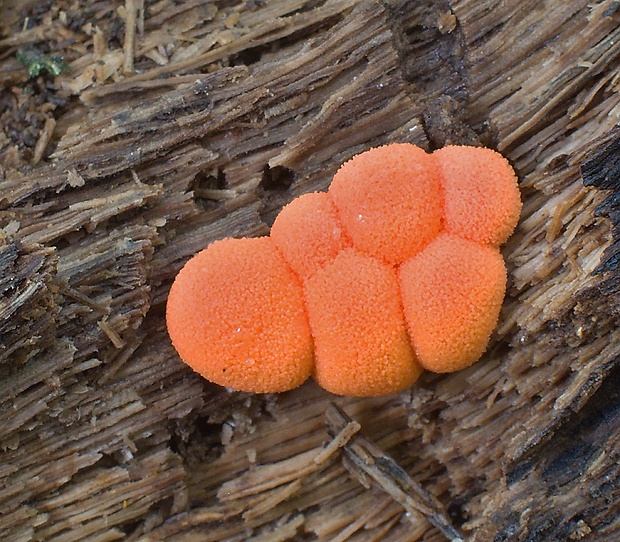 jahodník sasankovitý Tubifera ferruginosa (Batsch) J.F. Gmel.