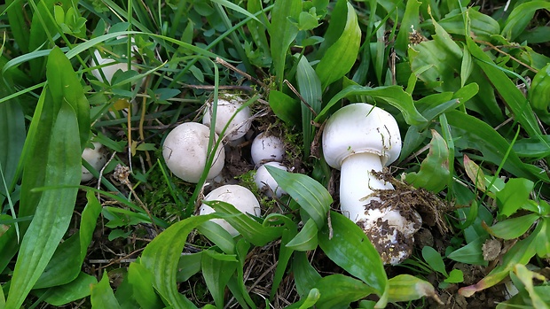 pečiarka Agaricus sp.