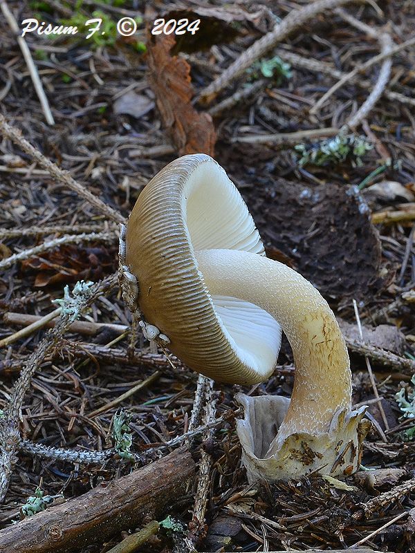 muchotrávka sivopošvatá Amanita submembranacea (Bon) Gröger