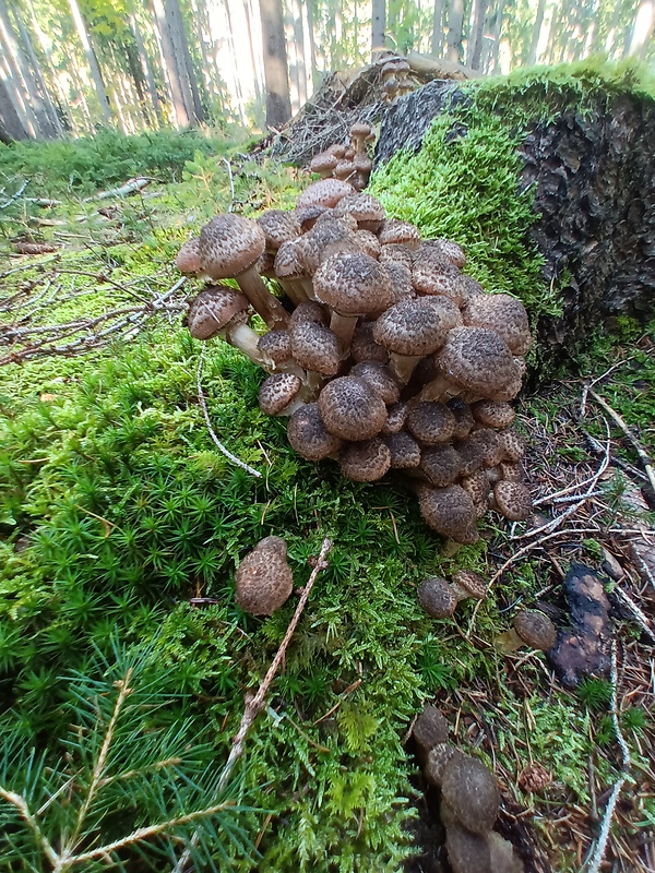 podpňovka tmavá Armillaria ostoyae (Romagn.) Herink