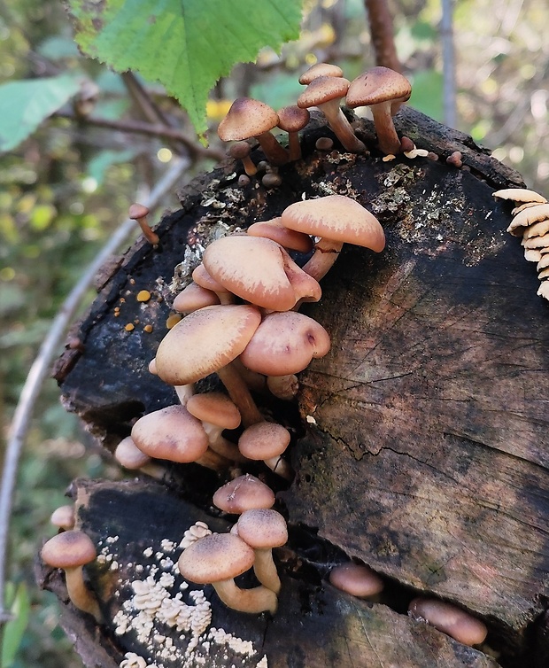 podpňovka Armillaria sp.