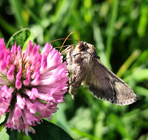 mora gama  Autographa gamma