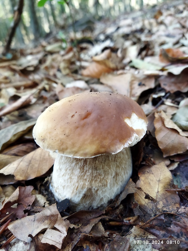 hríb smrekový Boletus edulis Bull.