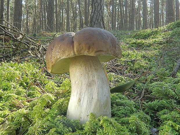 hríb smrekový Boletus edulis Bull.