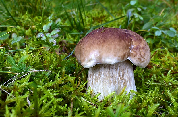 hríb smrekový Boletus edulis Bull.