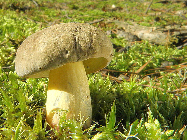 suchohríb plstnatý Boletus subtomentosus L.