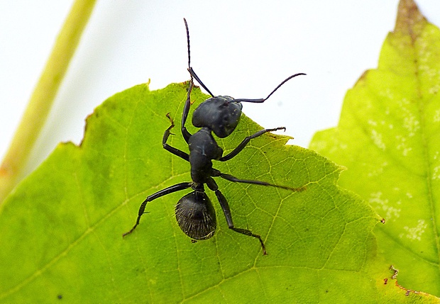 mravec Camponotus vagus