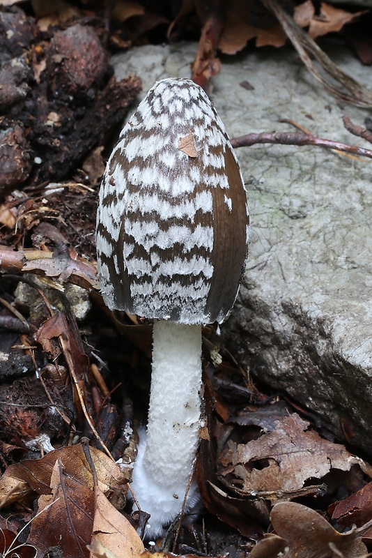 hnojník strakatý Coprinopsis picacea (Bull.) Redhead, Vilgalys & Moncalvo