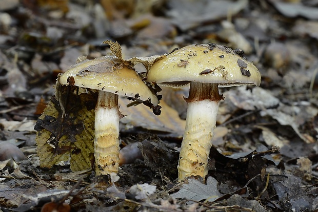 pavučinovec Cortinarius sp.