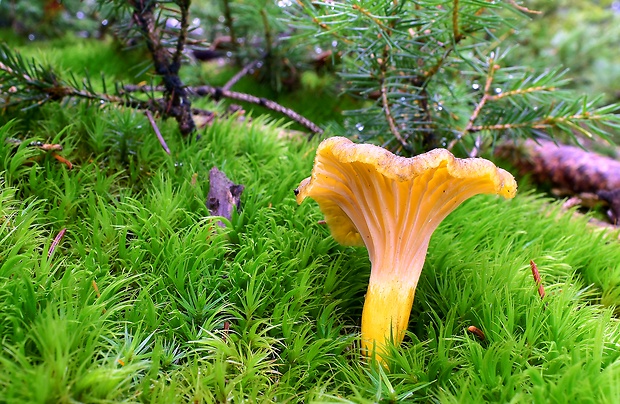 kuriatko lievikovité Craterellus tubaeformis (Fr.) Quél.