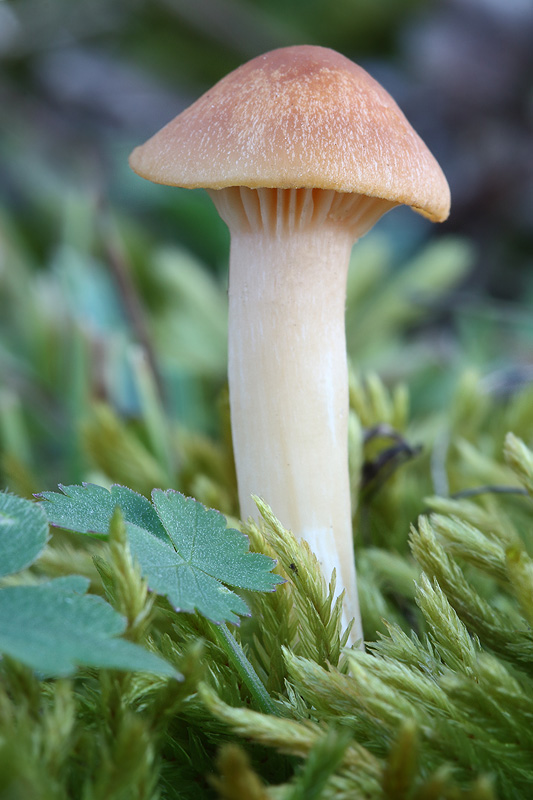 lúčnica statná Cuphophyllus pratensis (Fr.) Bon